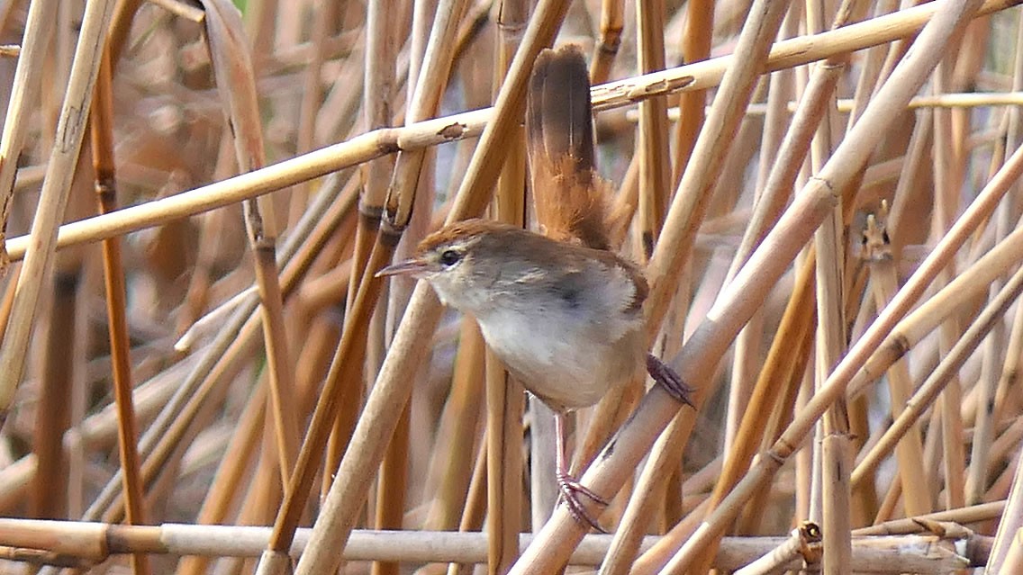 Cetti's Warbler - ML545685821