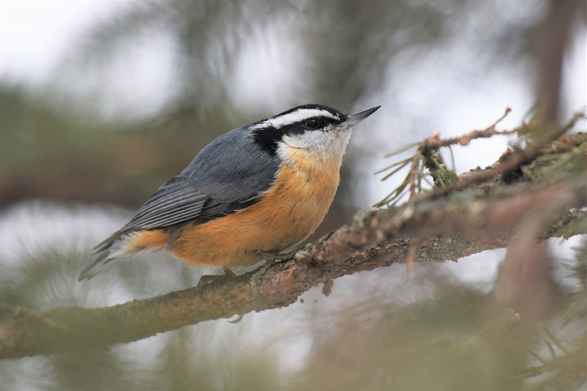 Red-breasted Nuthatch - ML545686121