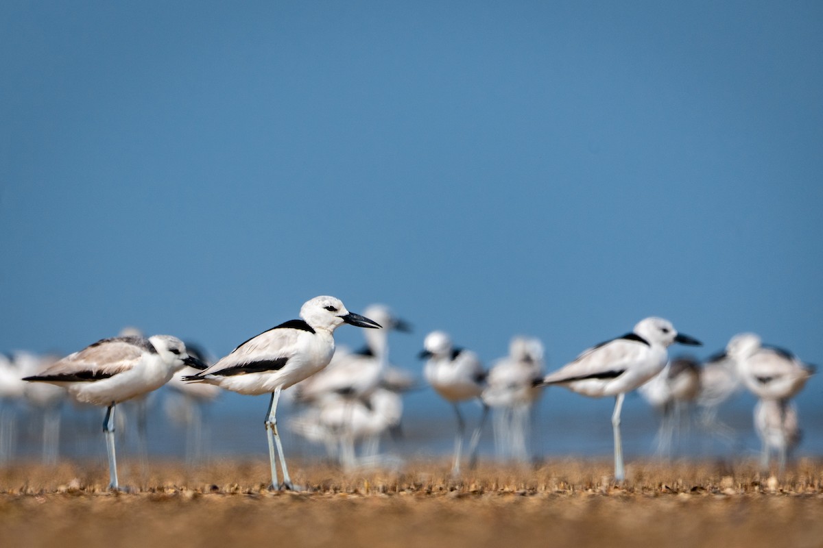 カニチドリ - ML545686181