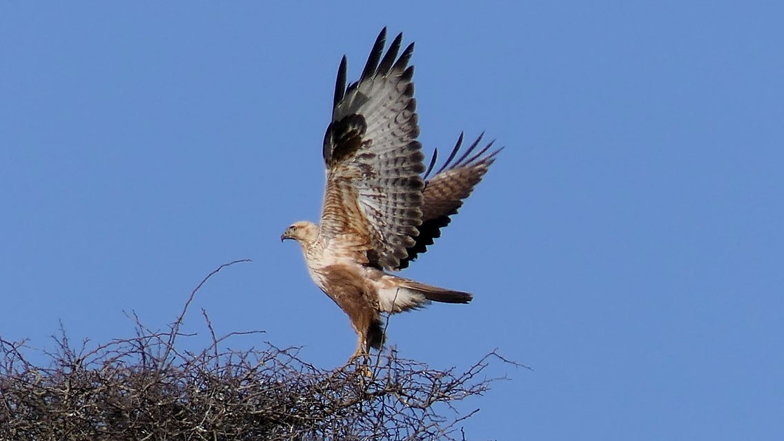 Long-legged Buzzard - ML545686461