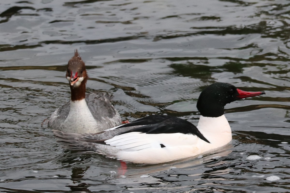 Common Merganser - ML545686741