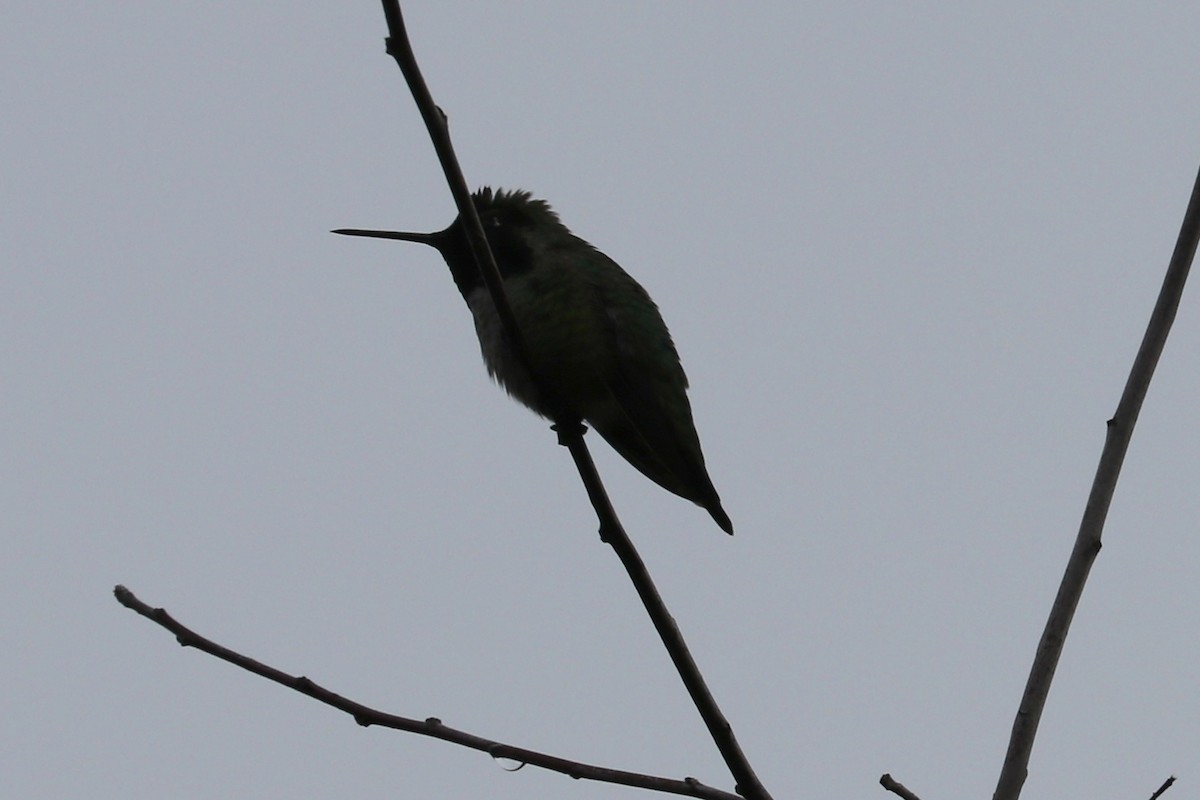 rødmaskekolibri - ML545686771