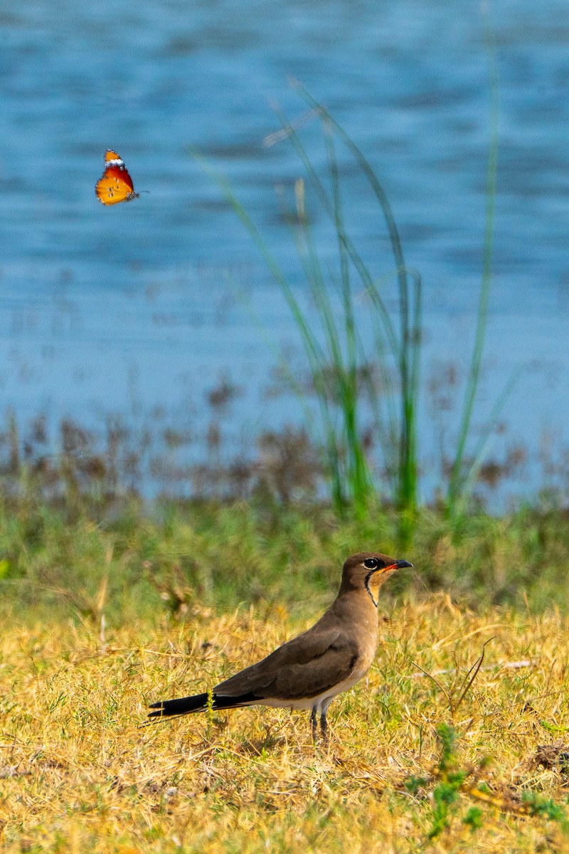 ニシツバメチドリ - ML545687381