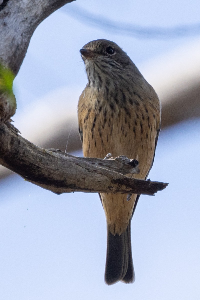 Rufous Whistler - ML545688971