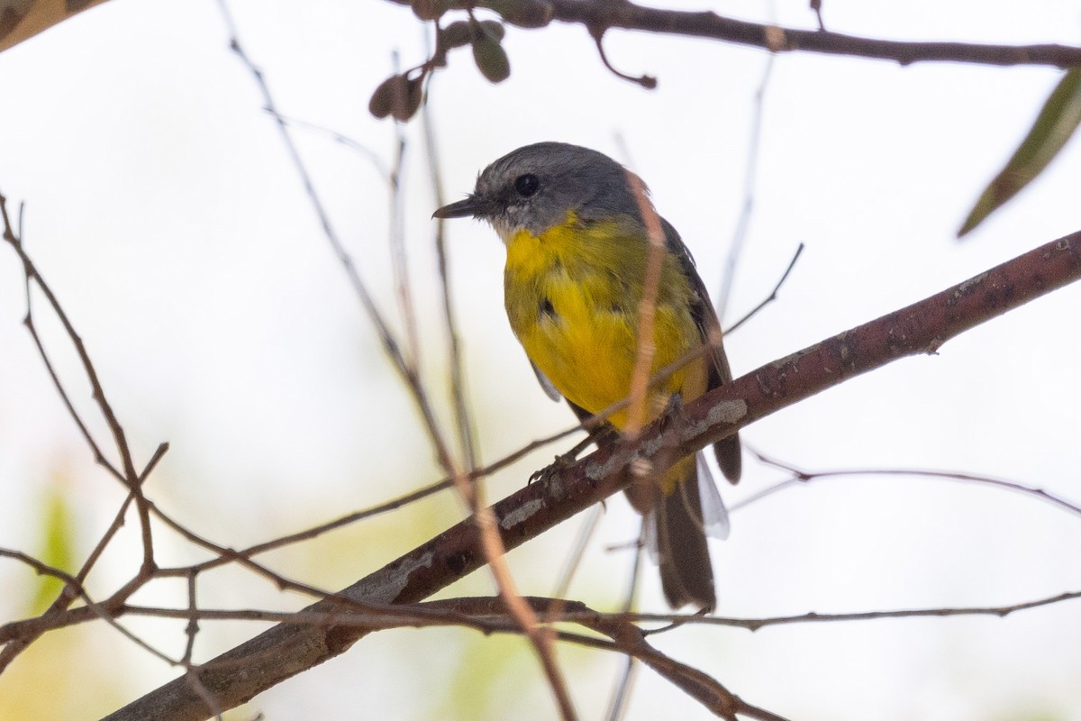 Eastern Yellow Robin - Richard and Margaret Alcorn