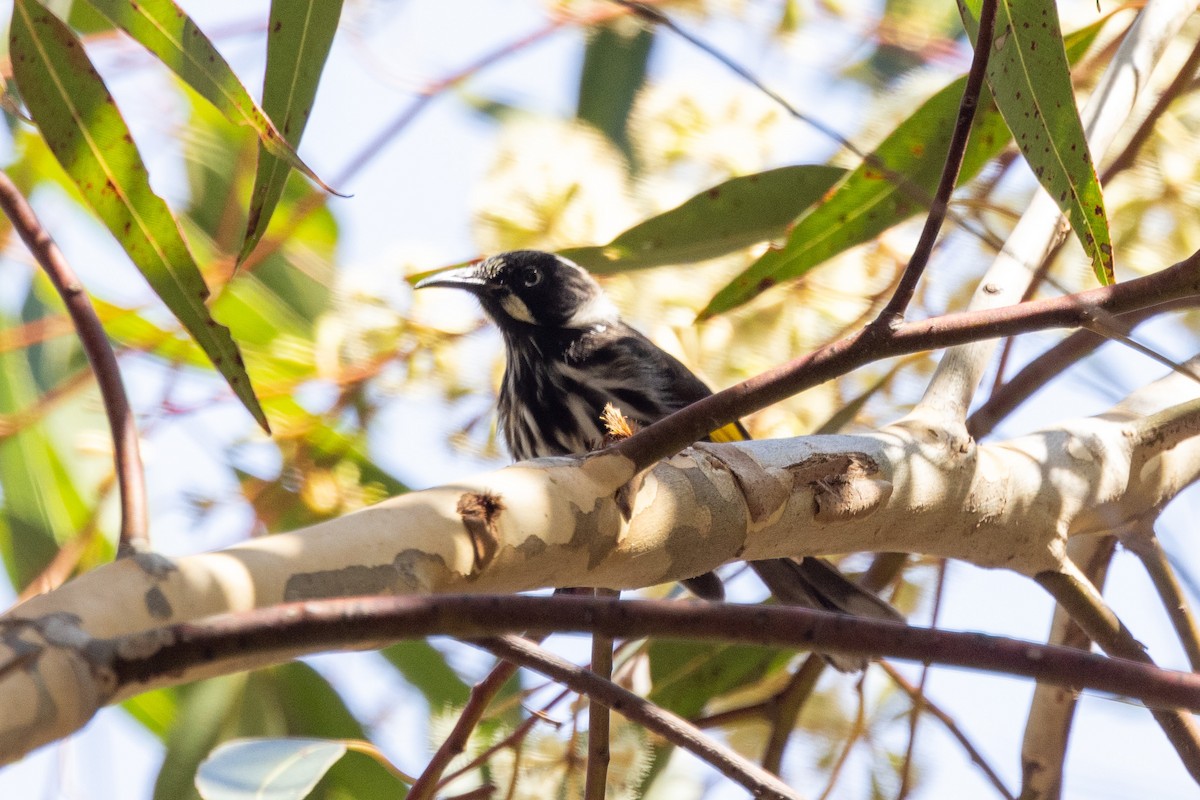 New Holland Honeyeater - Richard and Margaret Alcorn