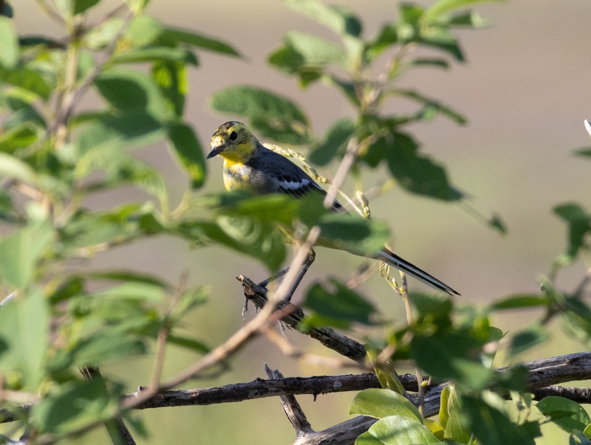 Citrine Wagtail - Lachy Wild