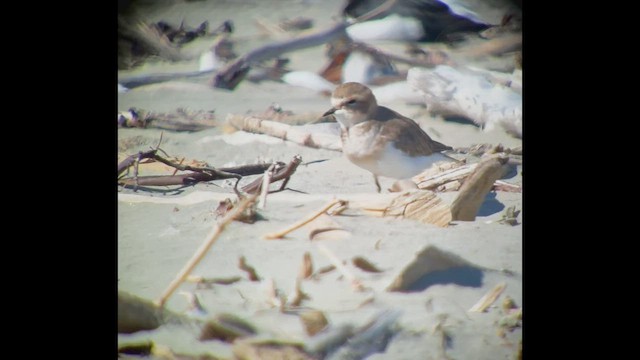 Double-banded Plover - ML545690151