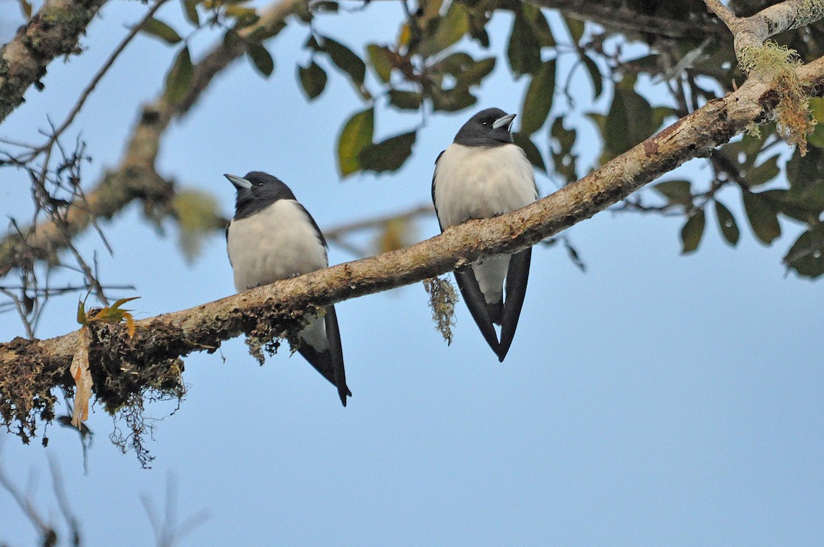 Great Woodswallow - ML545690751