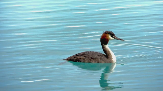 Great Crested Grebe - ML545690871