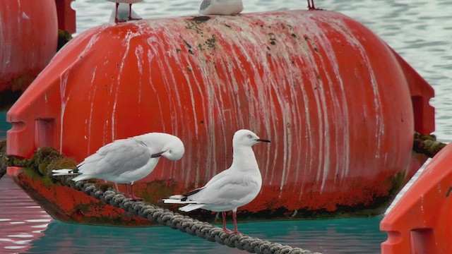 Black-billed Gull - ML545690921