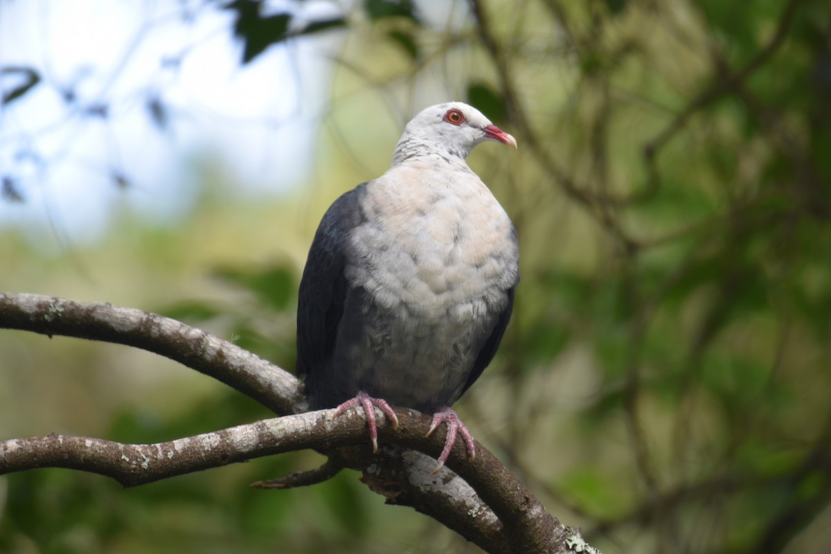 White-headed Pigeon - ML545691321