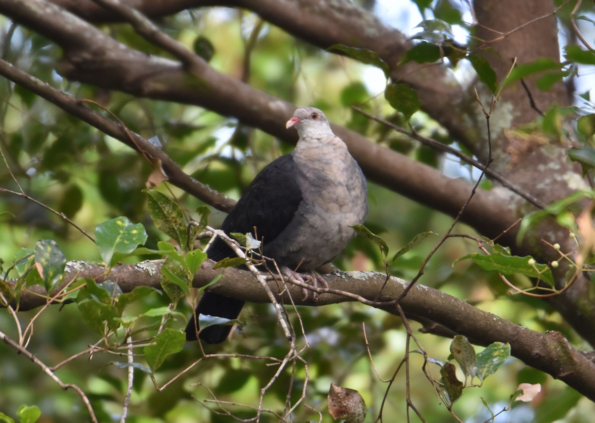 White-headed Pigeon - ML545691331