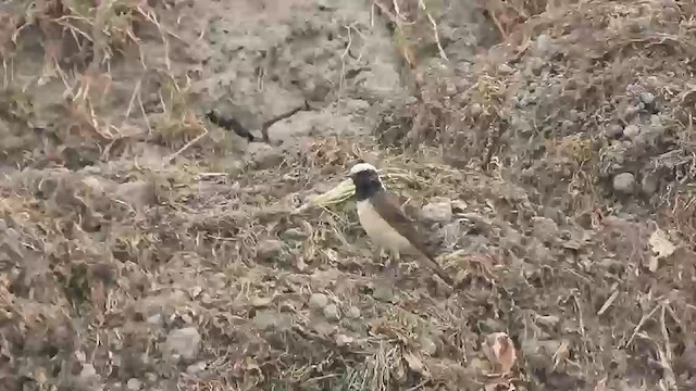 Pied Wheatear - ML545691361