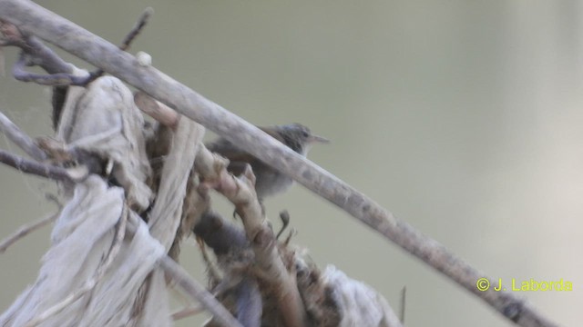 Cetti's Warbler - ML545691901