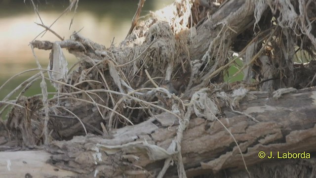 Cetti's Warbler - ML545692021