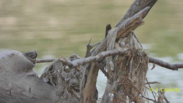 Cetti's Warbler - ML545692061