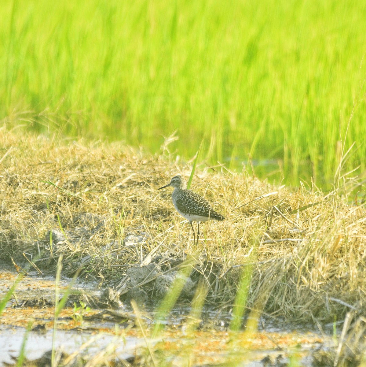 Common Redshank - ML545692181