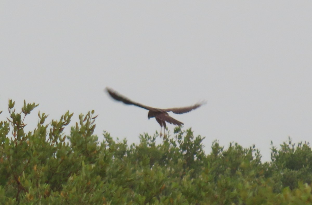 Western Marsh Harrier - ML545692361