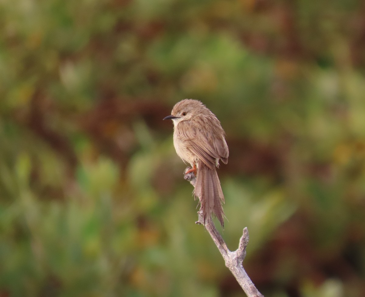 Prinia Delicada - ML545692391