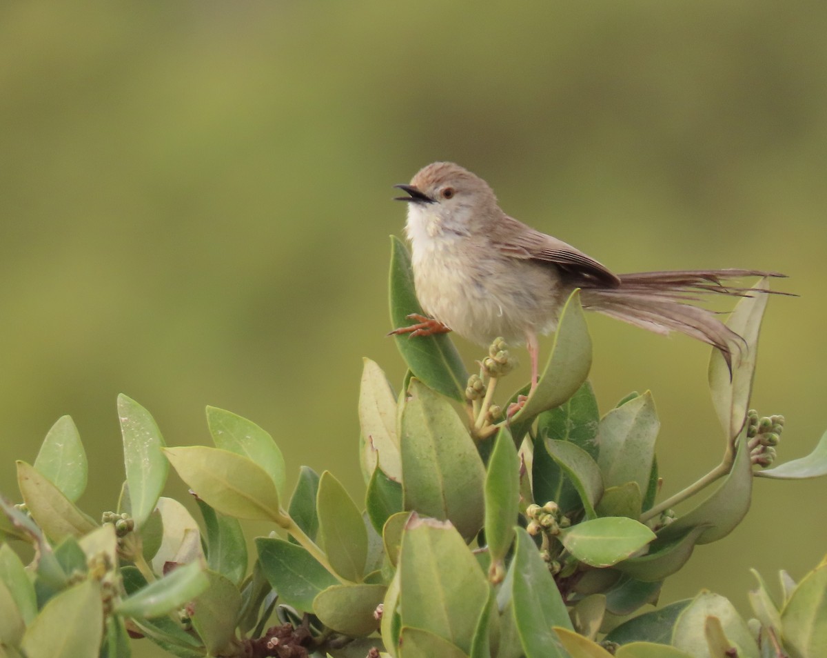 Delicate Prinia - ML545692401