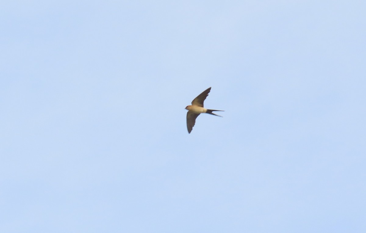 Red-rumped Swallow - ML545692421