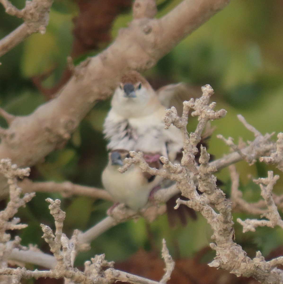 Indian Silverbill - ML545692441