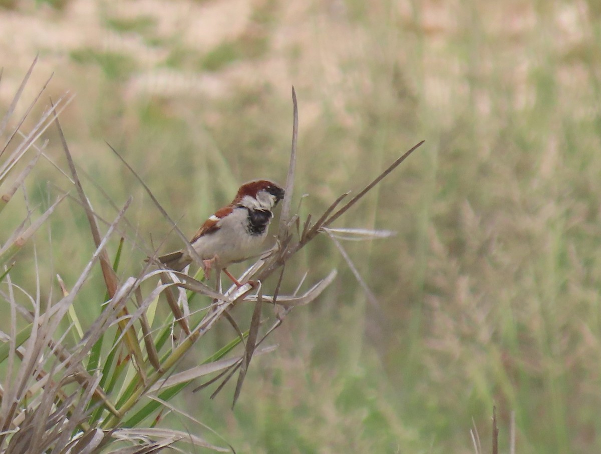 House Sparrow - ML545692471