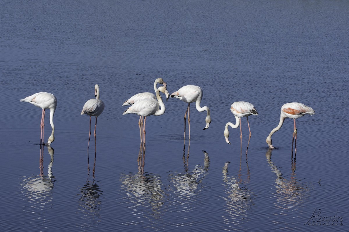 Greater Flamingo - ML545693211