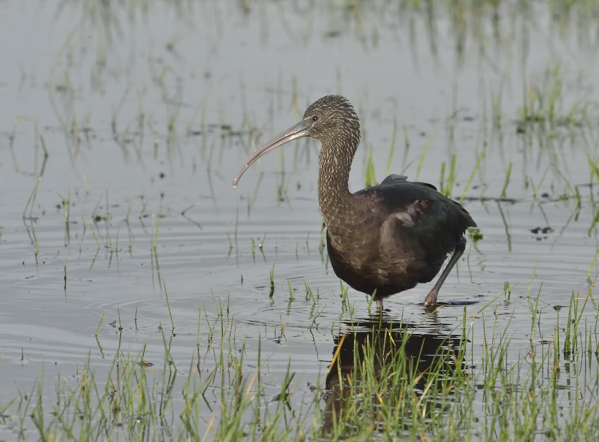 Glossy Ibis - ML545694061