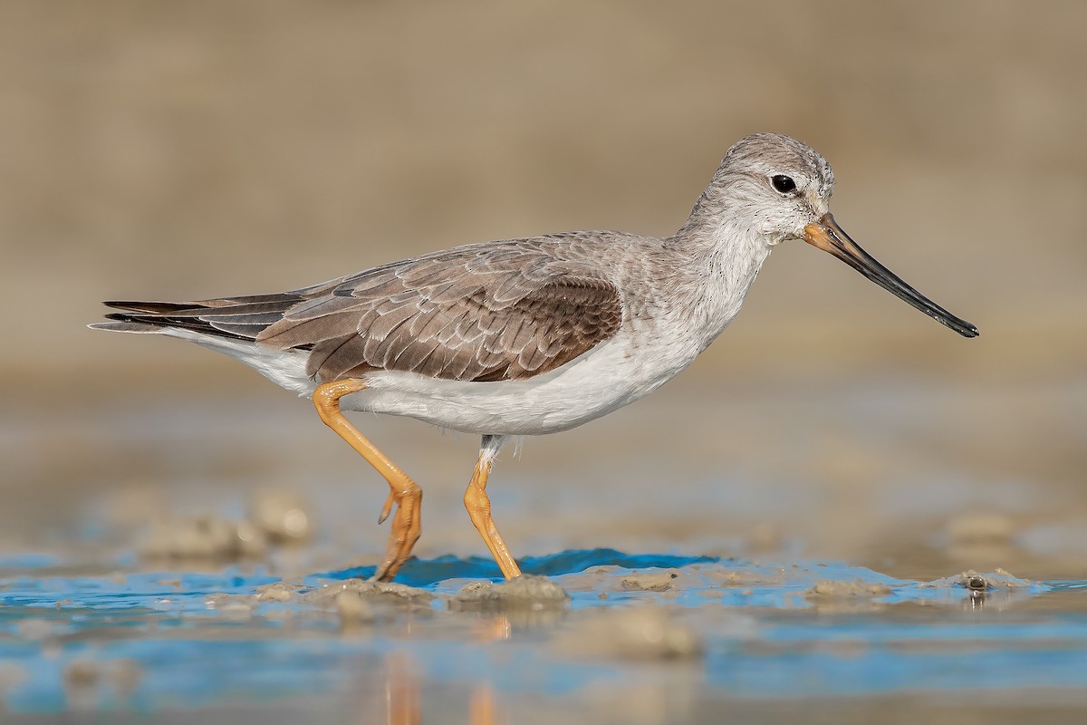 Terek Sandpiper - ML545695081