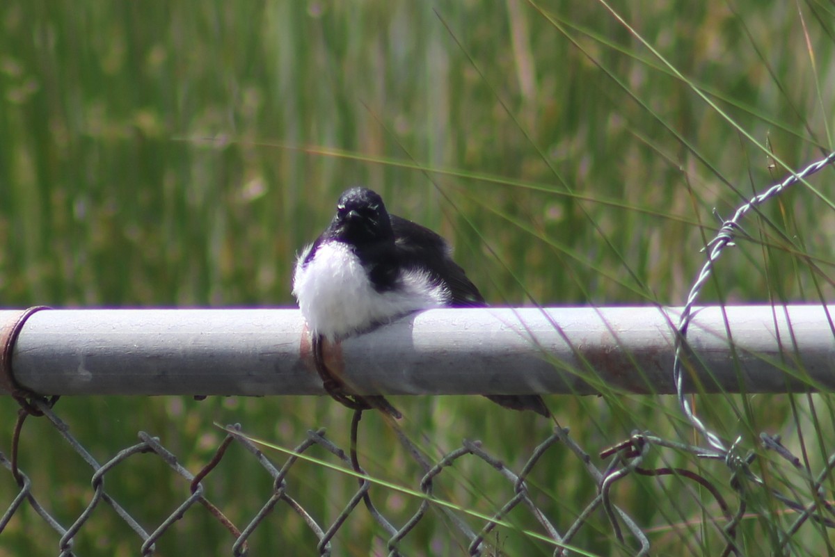 Willie-wagtail - ML545695131