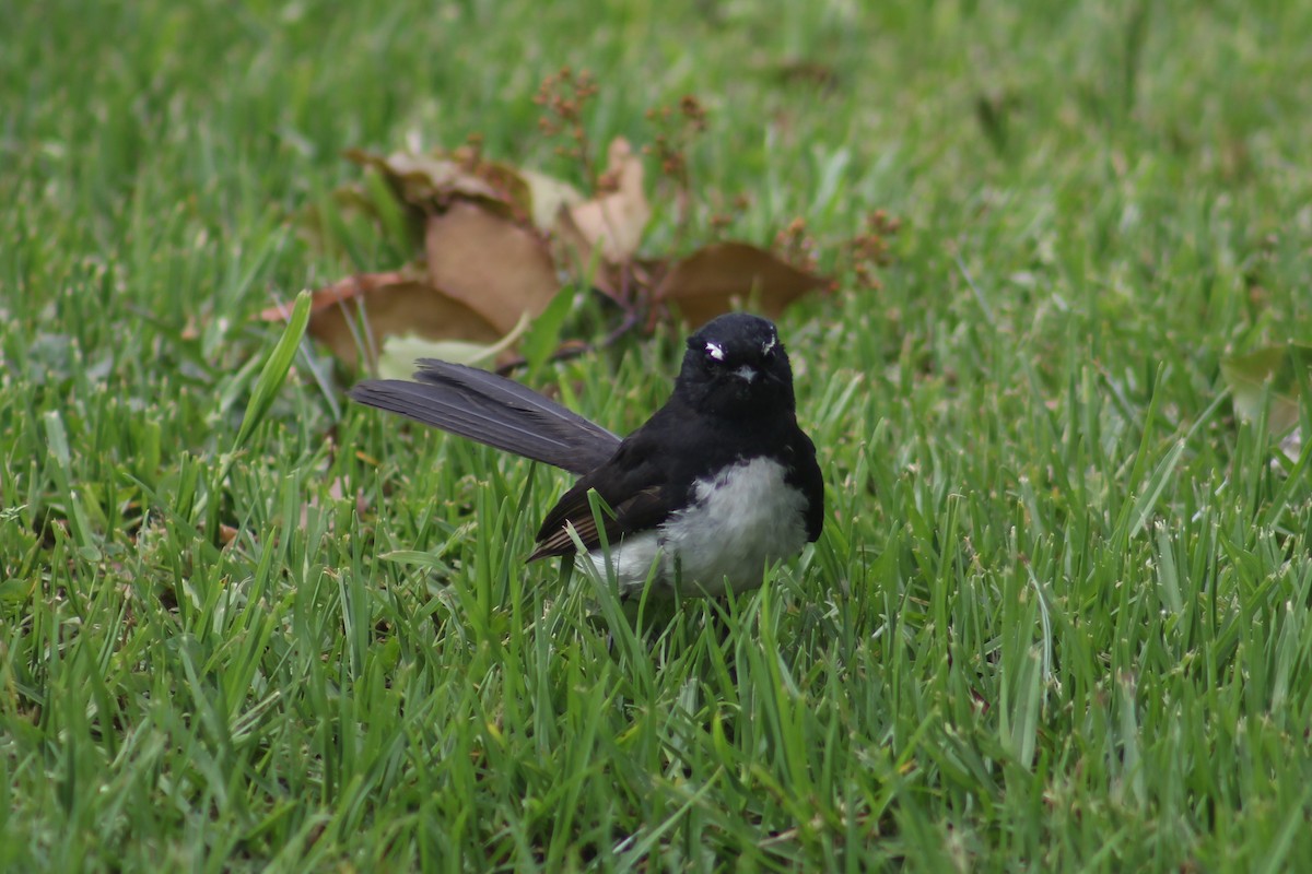 Willie-wagtail - ML545695301