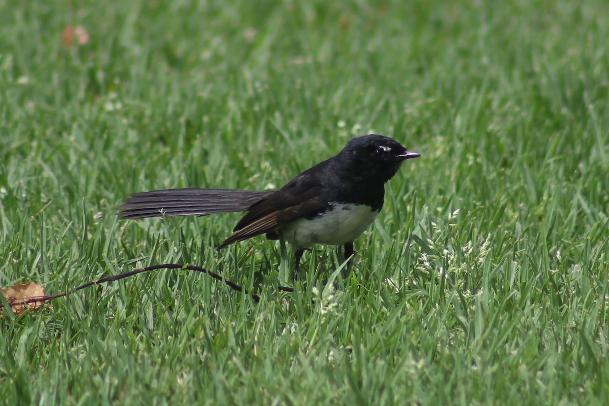 Willie-wagtail - ML545695341