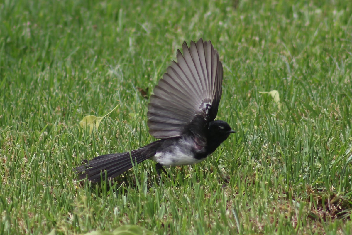 Willie-wagtail - ML545695351