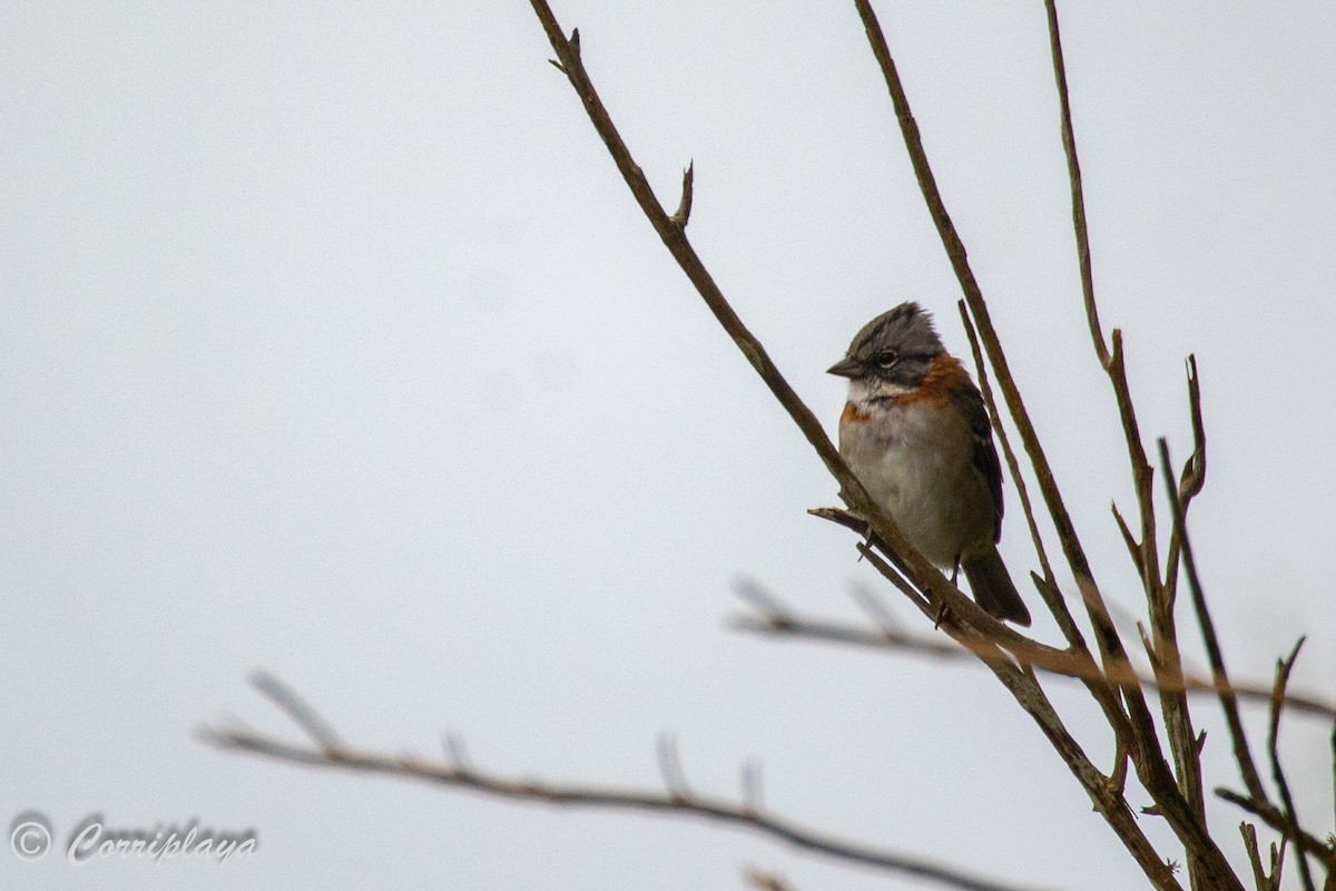 Rufous-collared Sparrow - ML545695381