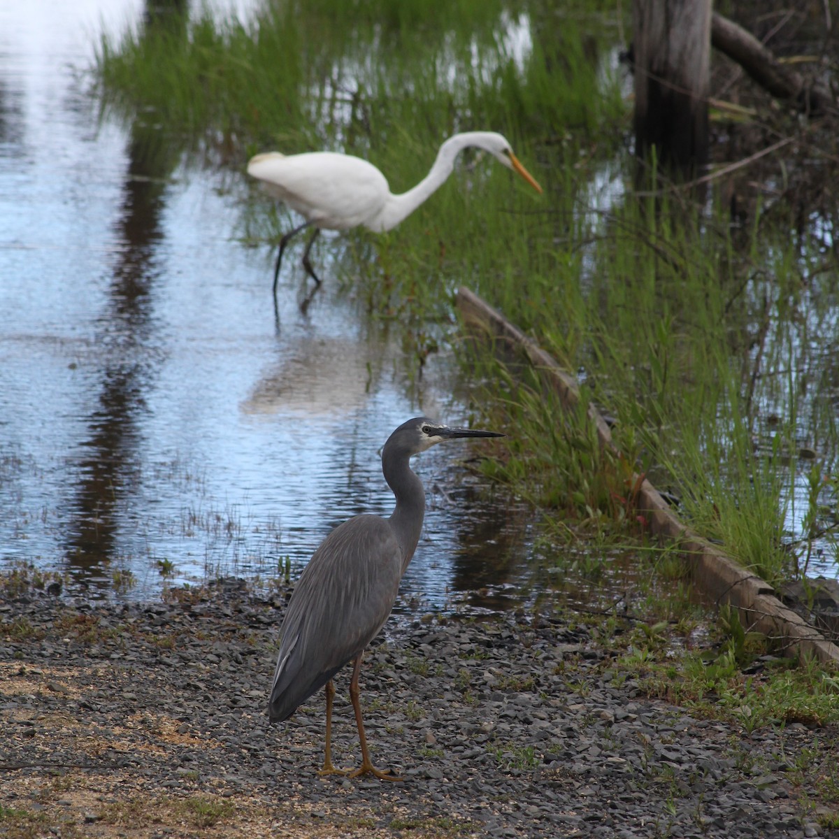 White-faced Heron - ML545696031