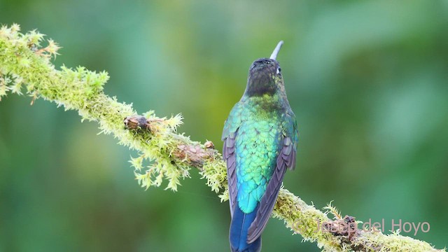 Fiery-throated Hummingbird - ML545696221