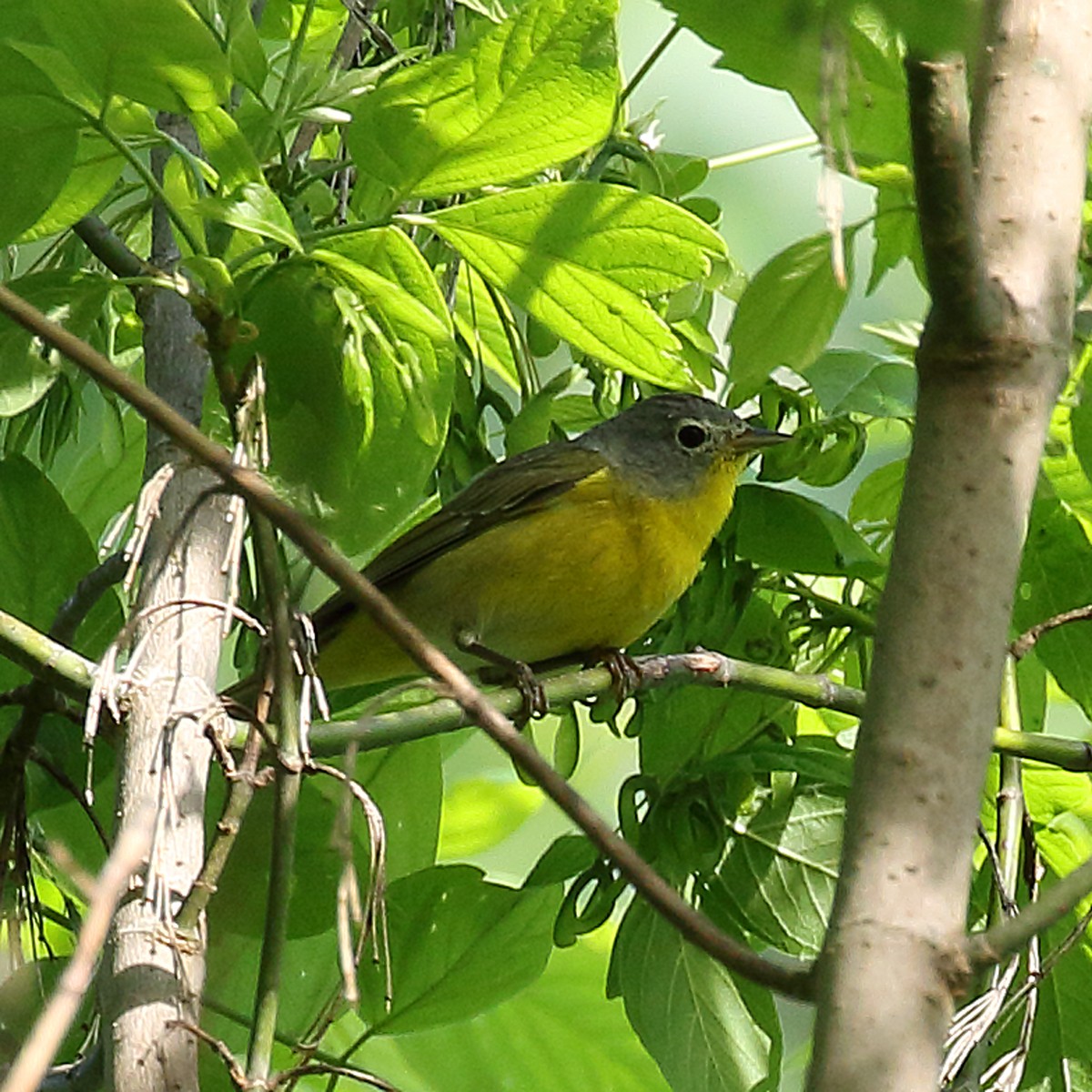 Nashville Warbler - Dan Vickers