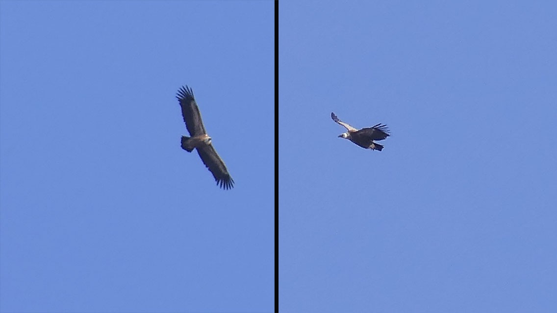 Eurasian Griffon - ML545696951