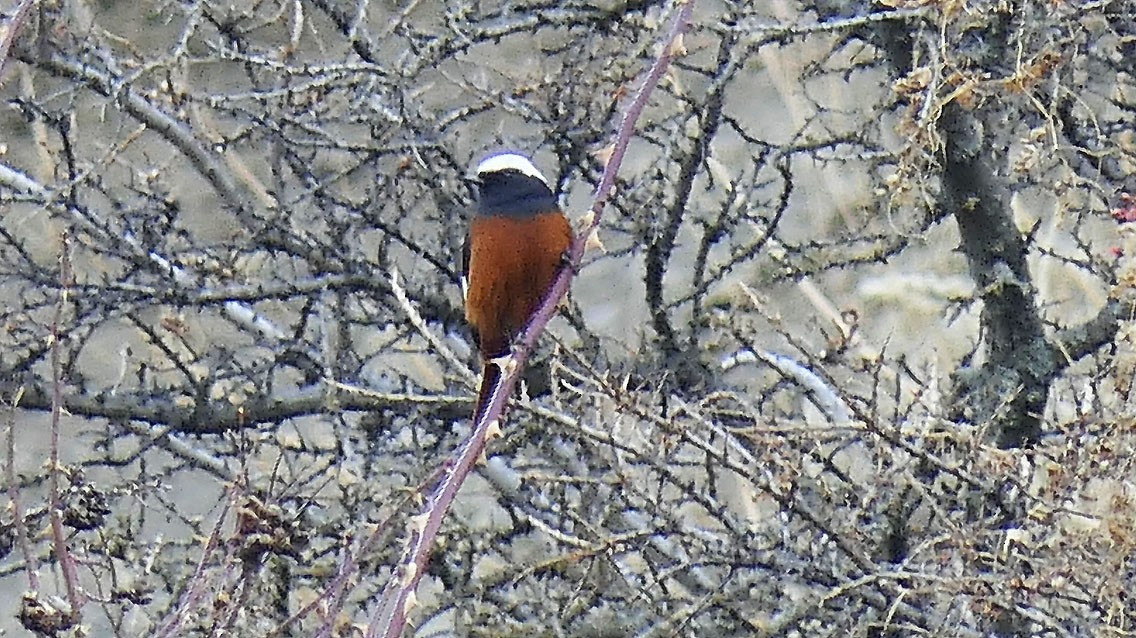 White-winged Redstart - ML545697081