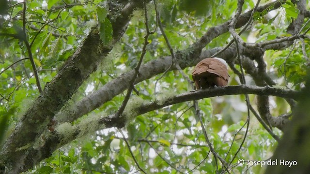 Three-wattled Bellbird - ML545697101