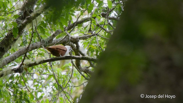 Three-wattled Bellbird - ML545697111