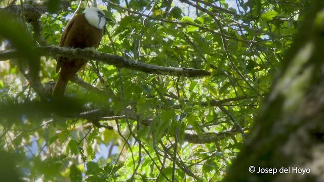 Three-wattled Bellbird - ML545697121