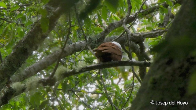 Three-wattled Bellbird - ML545697131