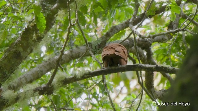 Three-wattled Bellbird - ML545697141