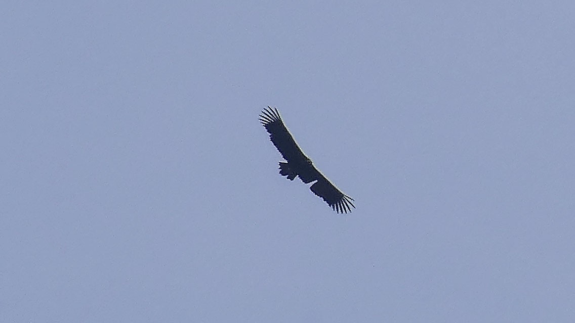 Cinereous Vulture - ML545697231