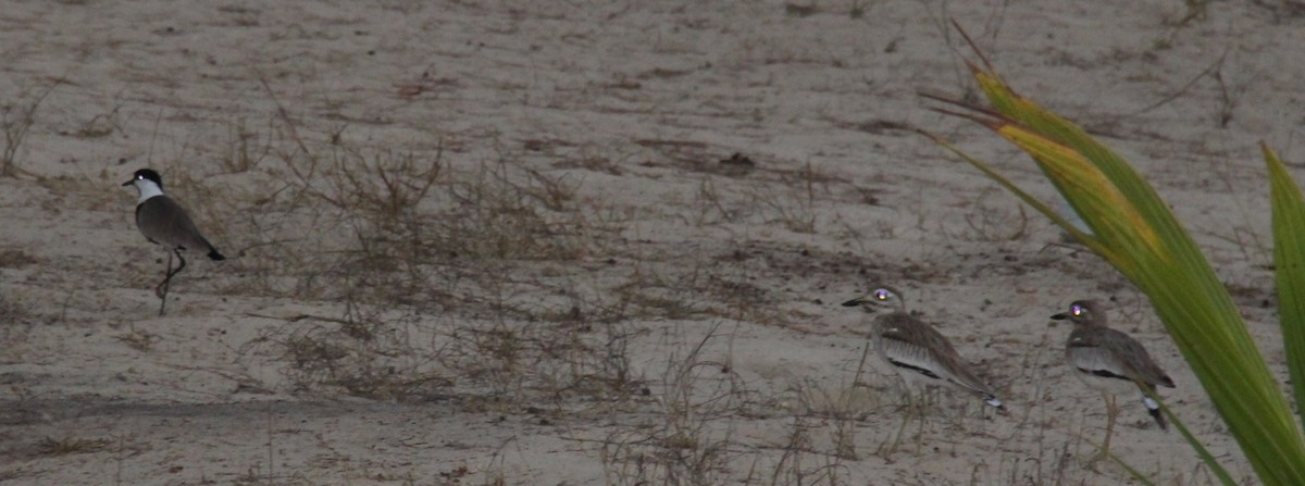 Senegal Thick-knee - ML54569751