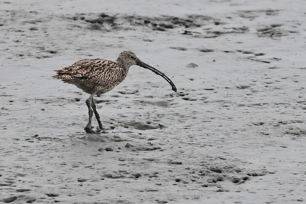 Far Eastern Curlew - ML545697871