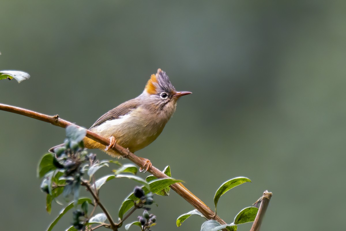 Rufous-vented Yuhina - Shantanu Mukherjee